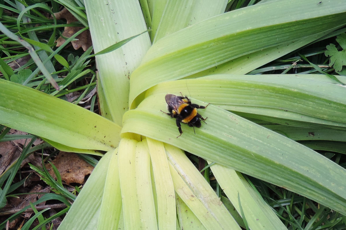 femmina di Bombus (Megabombus) ruderatus (cf.), Apidae